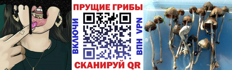 Галлюциногенные грибы прущие грибы  Старица 